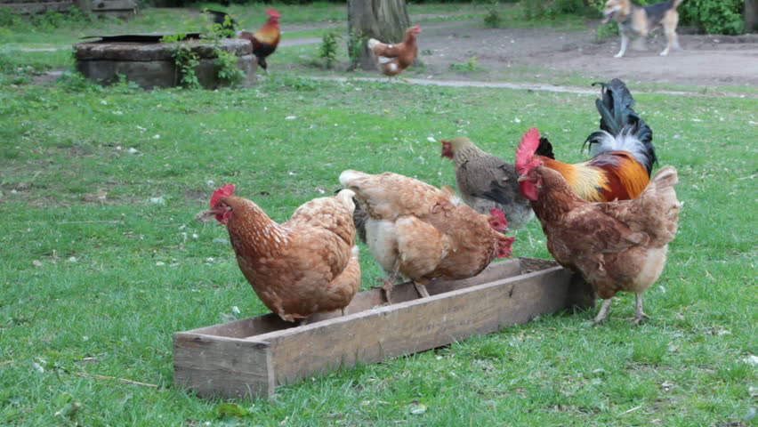 Rooster and Hen pecking grain