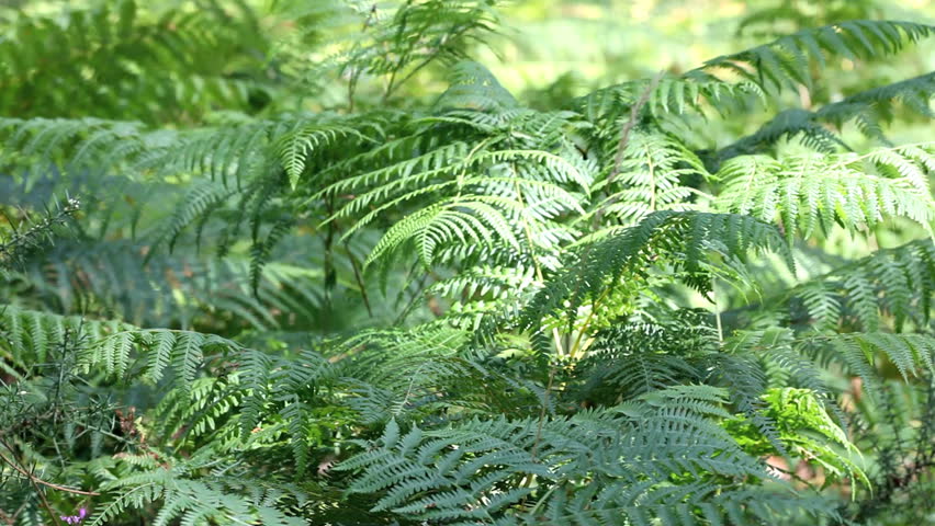 fern