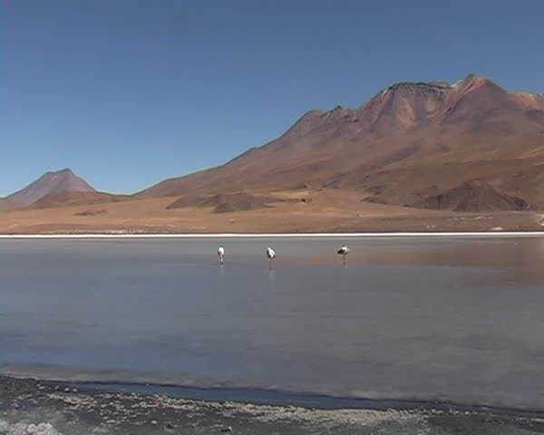 Flamingo on frozen lagoon in Bolivia