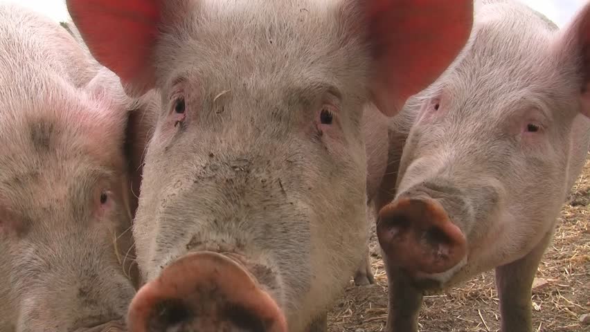 Pigs grunting
