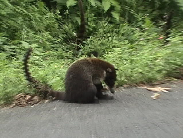 Scratching coati. Costa Rica. White-nosed Coati Nasua narica also known as hog-nosed coons, snookum bears, and Brazilian aardvarks, are members of the raccoon family. 