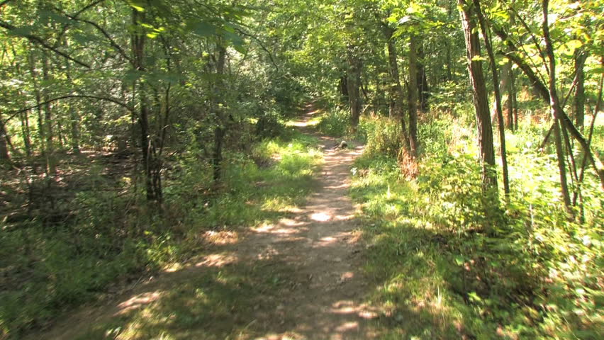 Moving through forest. Shot with stabilizing Glidecam.  