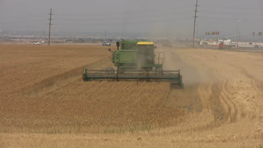 Video of a dry farm wheat field in central Utah. Farm combine harvesting crop along back of field. Grain and food crowing. Dusty air and loud noises. 