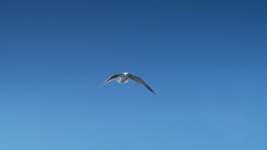 Sea Gulls, Seagulls Flying in Blue Sky