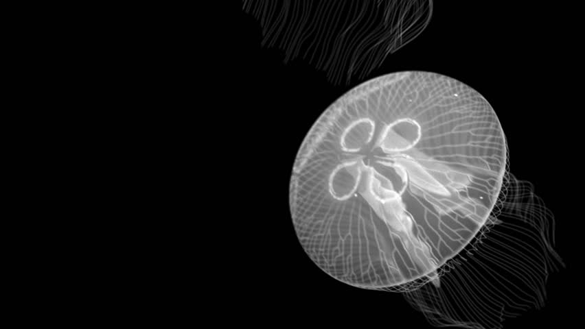 Jellyfish Nightlights - Preview is darker than actual - Check portfolio for variations.