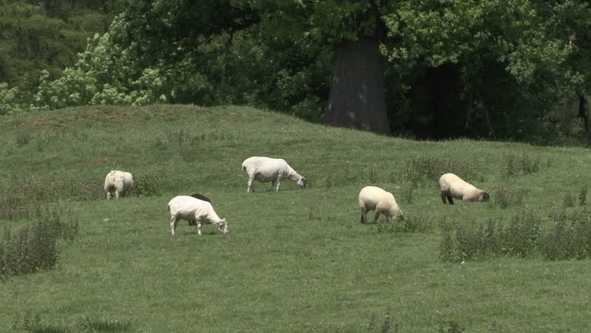 Group of ewes and lambs graze. HD.
