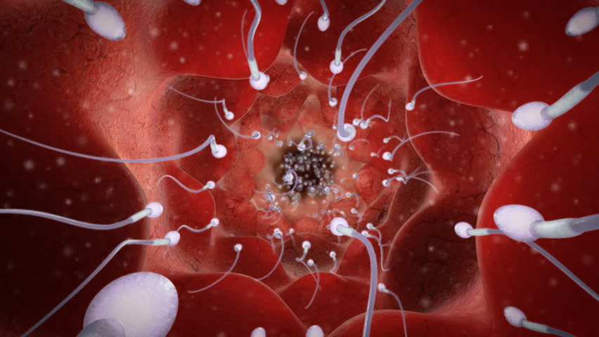 Group of sperms race in competition		 