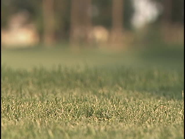Low shot of golfer's hand setting the ball and tee for a tee shot.