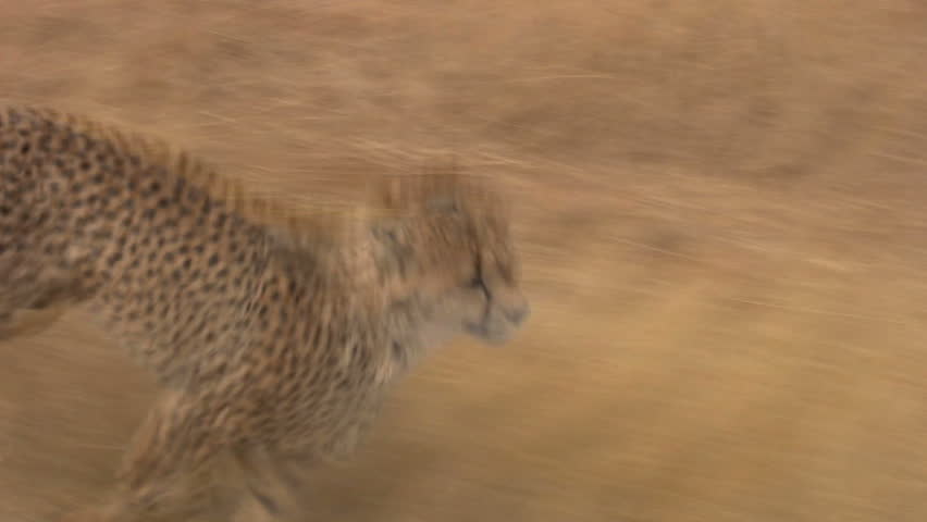 Cheetah Running 