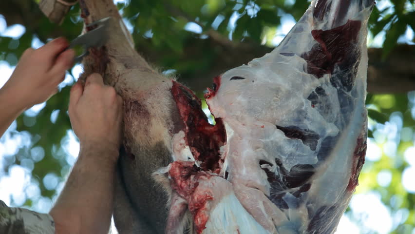 Dead mule deer hind quarter being skinned by hunter.  Hanging from a tree after being shoot during a hunt. Fresh killed. Sport and recreation in many parts of the world. Some consider it cruel. 