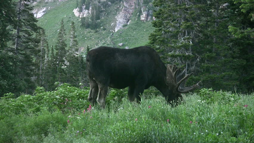 Video of large bull Moose near mining town of Alta Utah.  Little Cottonwood Canyon in Wasatch Mountains above Salt Lake City. Antlers in velvet. Eating grass meadow. Don Despain of Rekindle Photo.
