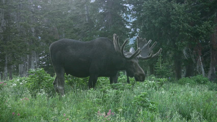 Video of large bull Moose standing by resort town of Alta Utah.  Little Cottonwood Canyon in Wasatch Mountains above Salt Lake City. Antlers in velvet. Eating grass. Don Despain of Rekindle Photo.