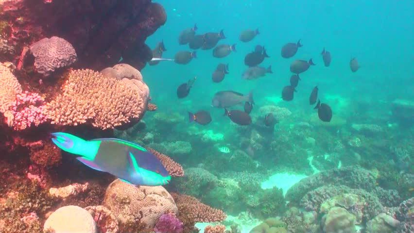 Header of Acanthurus dussumieri