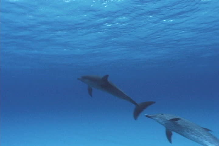 Atrantic spotted dolphin