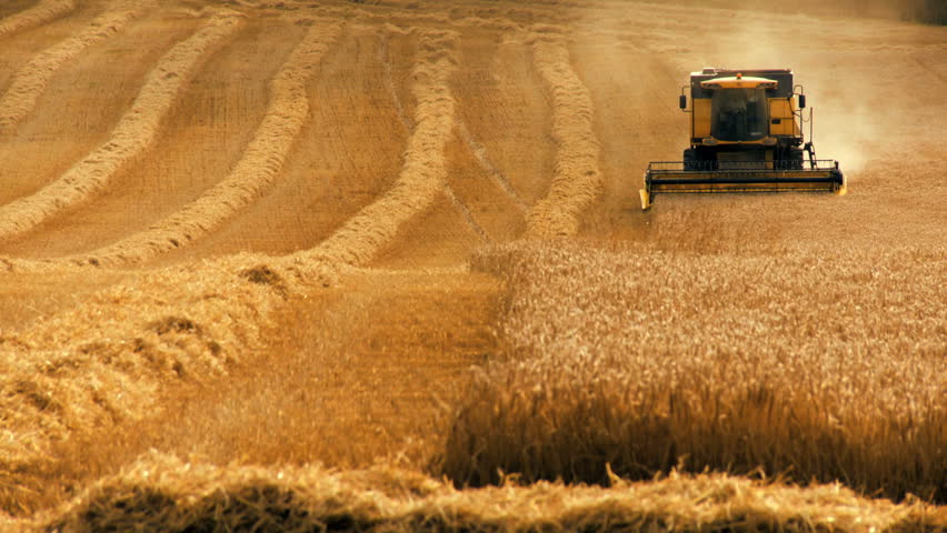 Combine harvester gathers the wheat crop