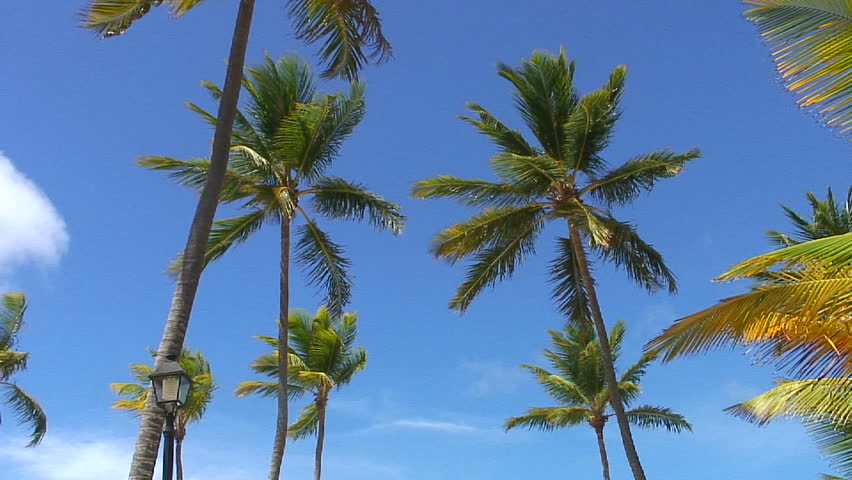 Pan down of four palm trees to the ocean. HD 1080