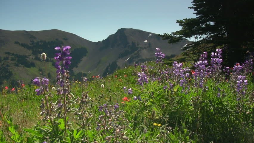 HD 1080i shot of colorful wildflowers in the mountains.