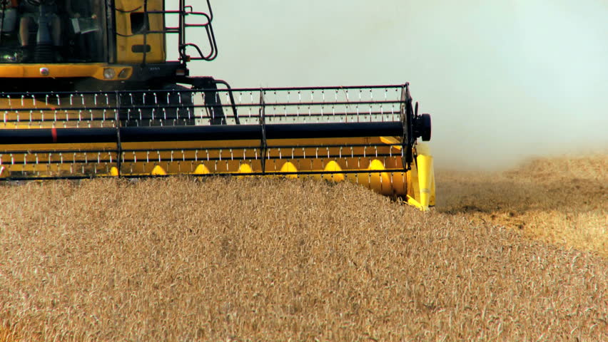 Combine harvester gathers the wheat crop
