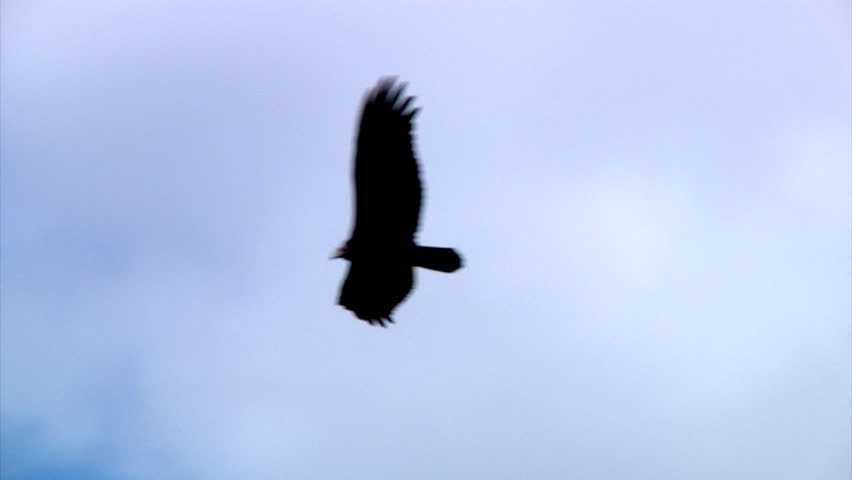 A vulture gently glides through the sky.