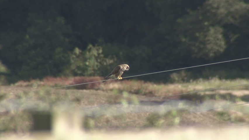 Kestrel hunts while balanced on power wire. HD.
