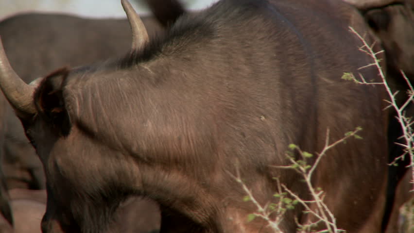 A young buffalo with a tear stream down the side of its head