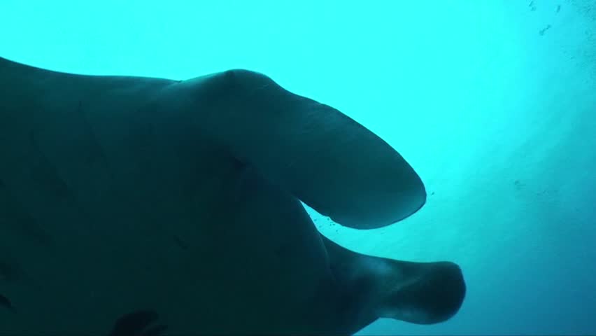 Close up of a Manta Ray