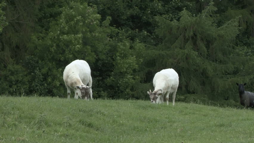 Two ewes graze. HD.