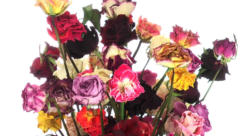 rose, dry, dried, winter, bouquet, white, isolated, rotating, rotate, loop, loopable, endless, plant, flower, nature, petal, blossom, died, dead, wilt, decorative 