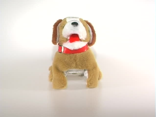 dog sits up and begs and flips over backwards