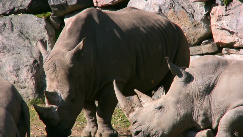 White Rhinoceros 1