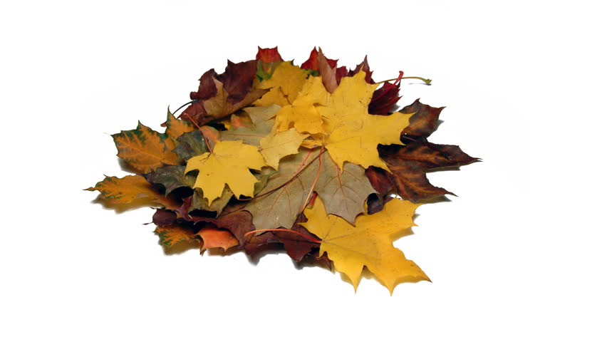 real 3D rotating bunch of maple leaves isolated on white