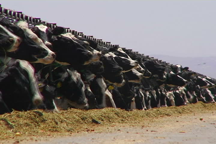 A long row of dairy cows, feeding.