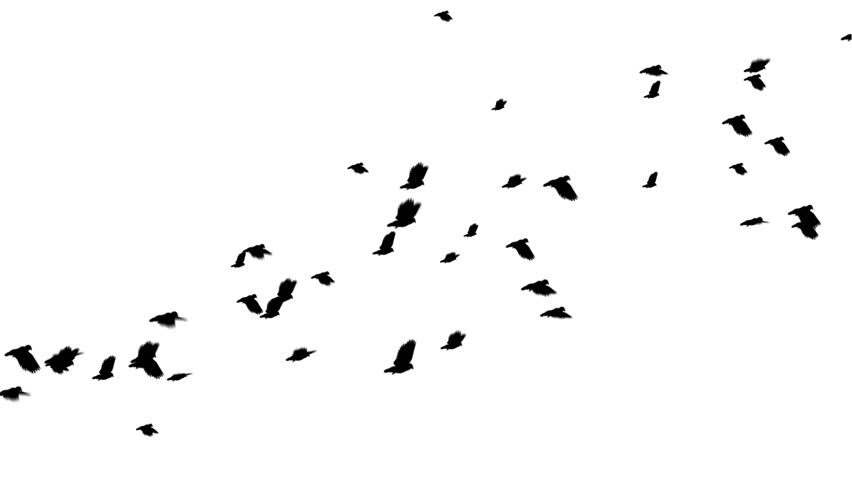 A large flock of pigeons flies from left to right. Digitally generated and seamlessly loop-able.