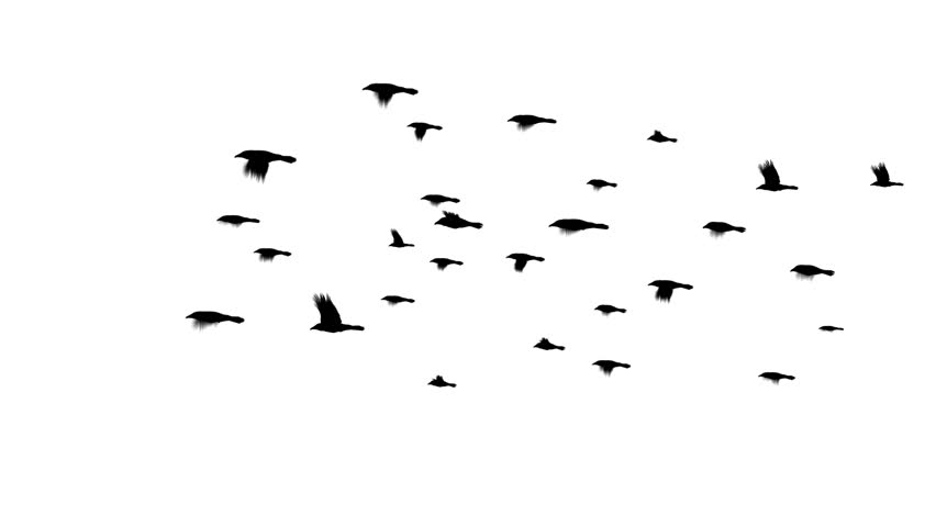 A flock of crows flying. Digitally generated and seamlessly loop-able.