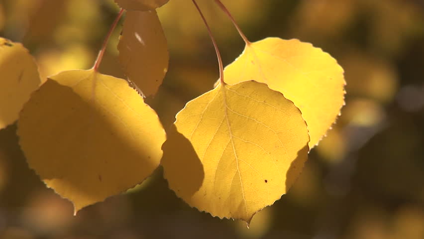 Fall leaves beginning to change. 