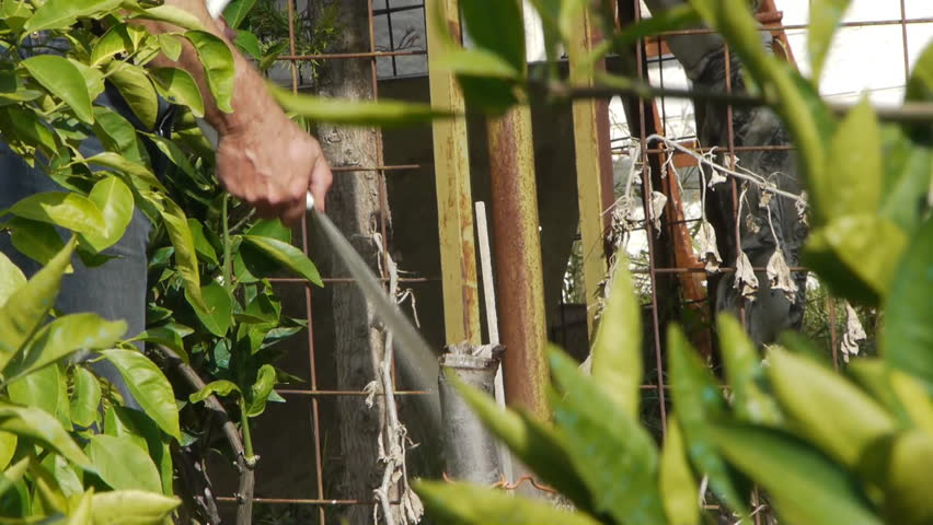 Farmer irrigating the soil / harvest / horticulture / agriculture / cultivation / crop 