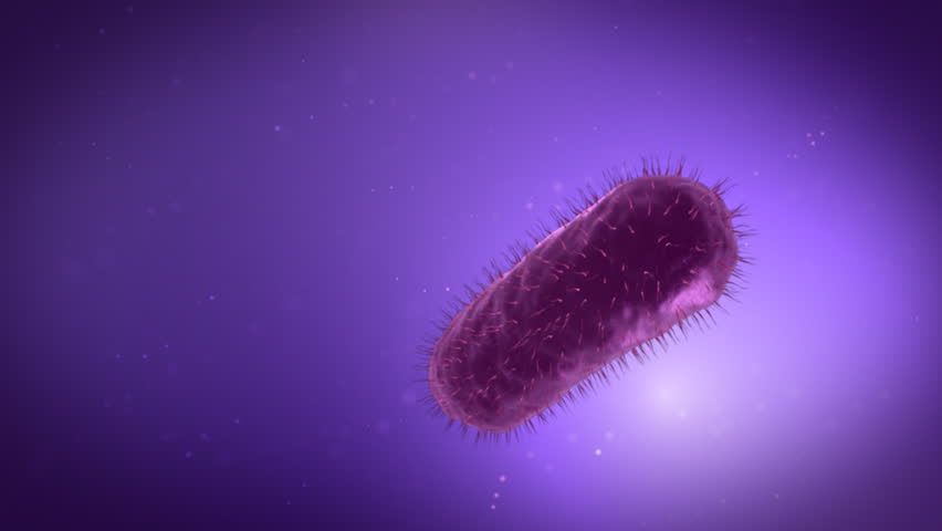 rapid multiplication of bacilus  bacteria --- Similar videos in my portfolio ---