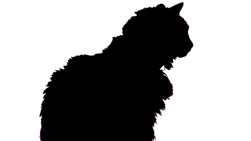 Silhouette of Cat Licking Itself 720p