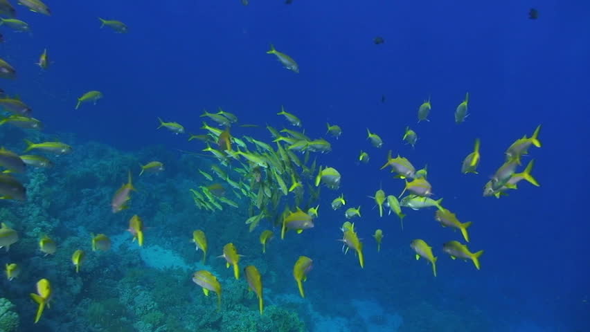 Small shoal of Yellowfin goatfish (Mulloidichthys vanicolensis), Shoal opens up as camera gets closer. Red Sea, Egypt.