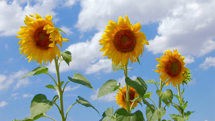 HD Beautiful yellow sunflowers and flying bee, Focus On Foreground, Closeup, Canon XH A1, FullHD video, 1080p, 25fps, progressive scan 