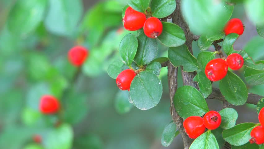 HD Twig with bright red berries, Canon XH A1, FullHD video, 1080p, 25fps, progressive scan 