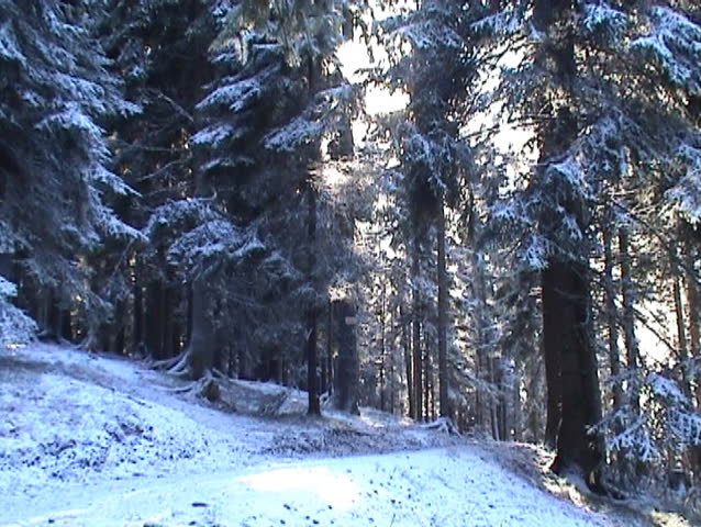 Girl walking through the Forest in winter, one video clip
