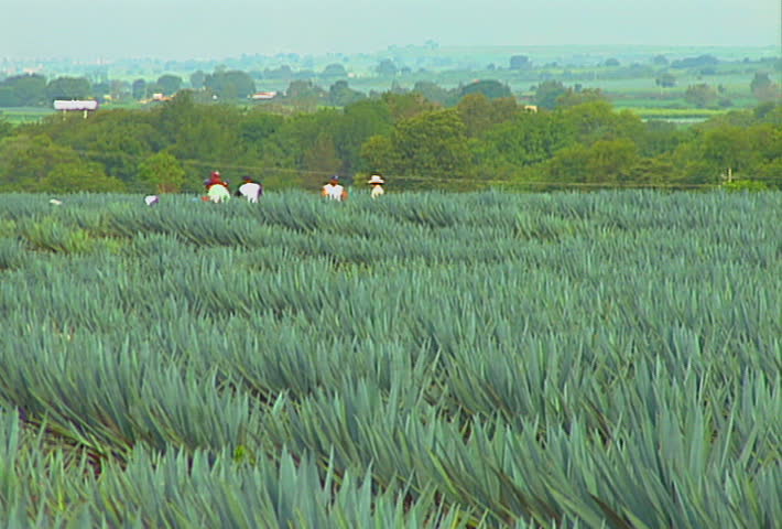 A Mexican blue agave (tequila) field, about to be harvested.