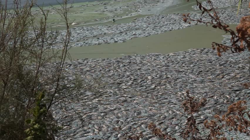 Dead fish