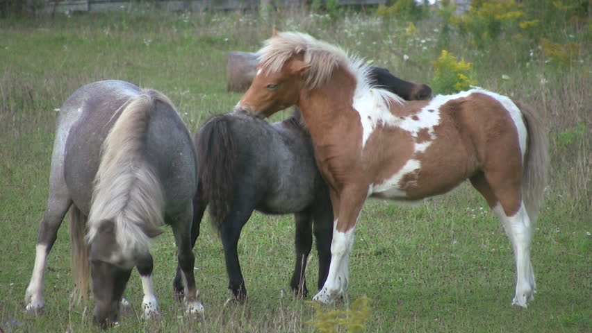 Itchy ponies. Two small ponies scratch each other's backs. Ontario, Canada. 