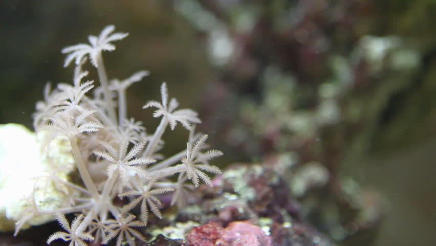 Pulsating Xenia, a soft coral, is a colonial animal that is native to the Indo-Pacific ocean.
