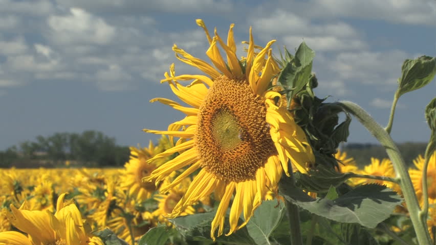Close in shot of sunflower plant with honey bee zooming back to wide angle