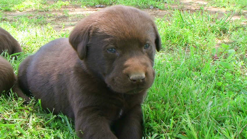 Curious little chocolate labrador retriever puppy walks toward camera. 