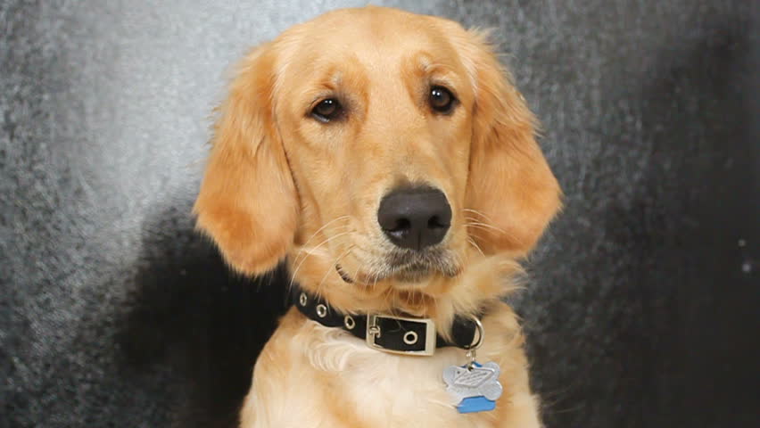 calm submissive golden retriever sitting and waiting for dog owner command HD