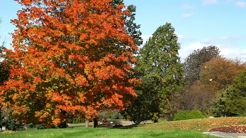Autumn trees blowing in the wind